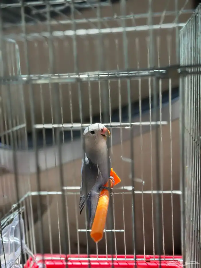 ببغاء روز للبيع 300 ريال 1