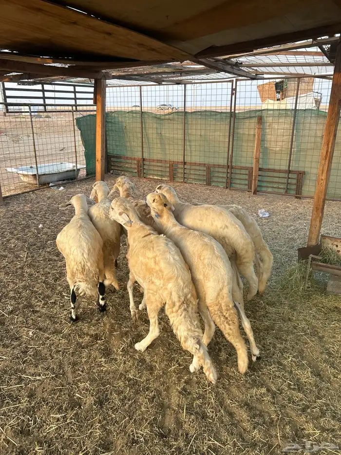 طليان سواكن شبيه الحري تربيه 0