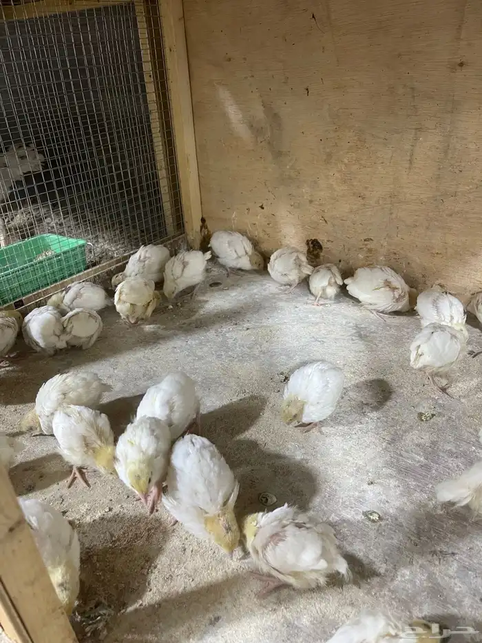 صوص سمان تكساس تم البيع 2