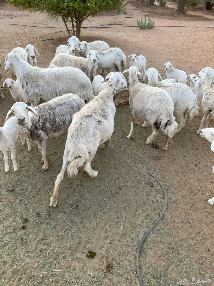 مراح حريات 0