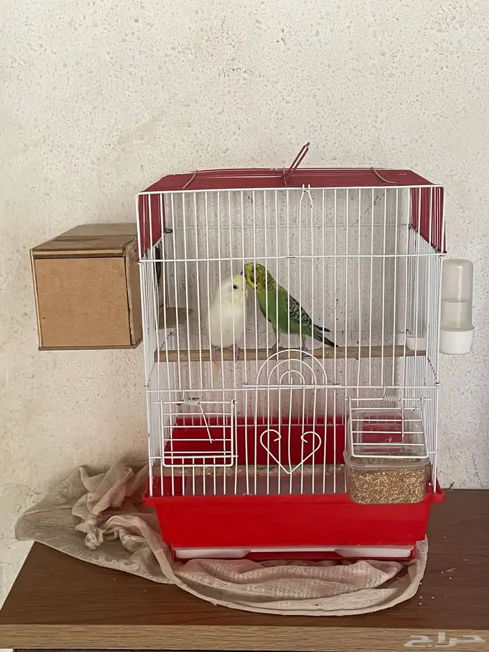 طيور للبيع 0