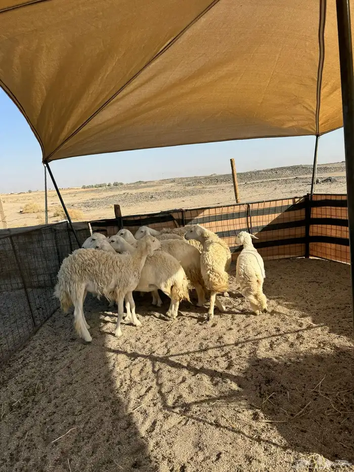 حريات صنف ومقاني 3