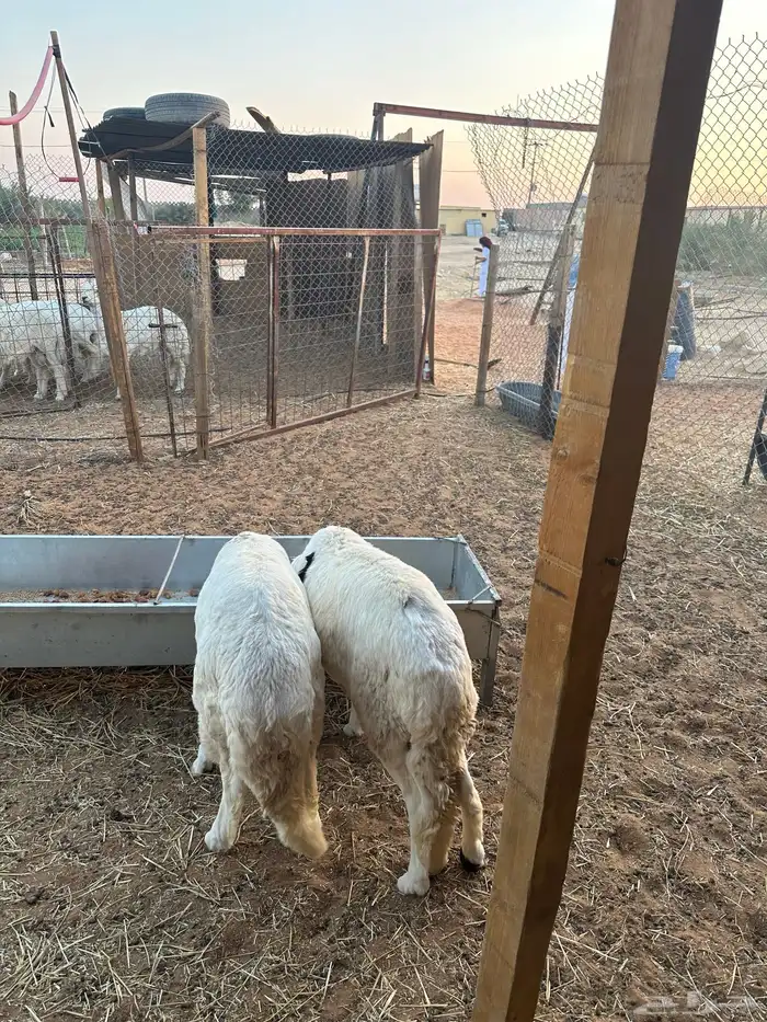 سواكن ذبح سواكني مربوطه خمس شهور 2