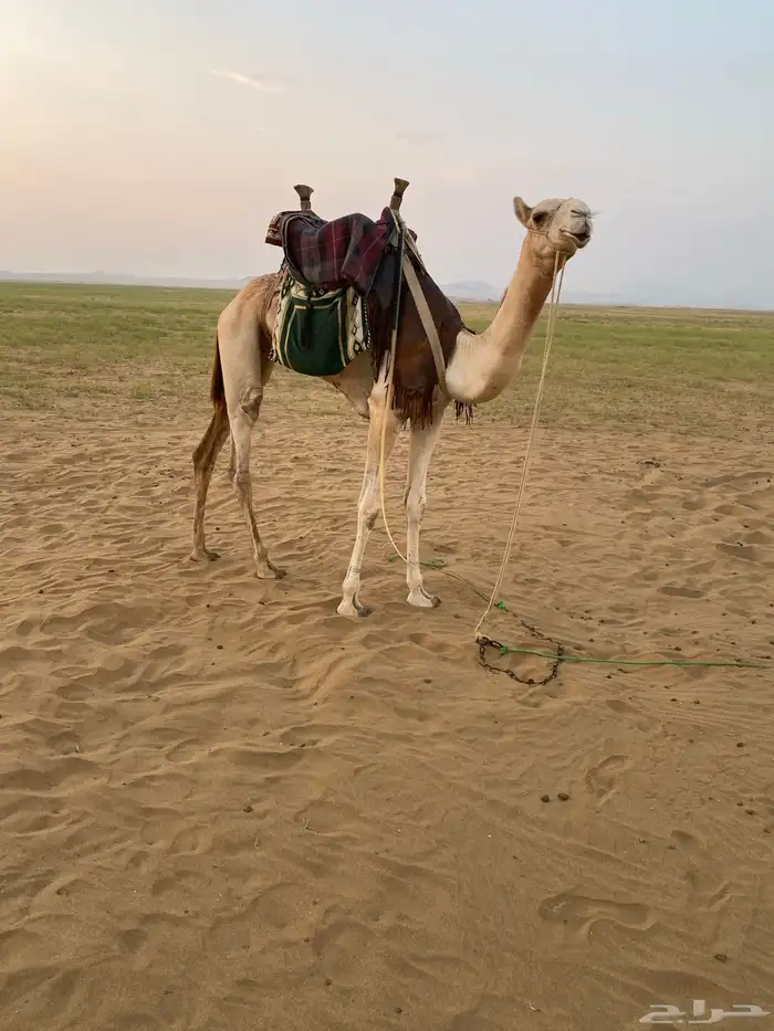 ماشالله تبارك الله بكره طايعه مشروطه من جميع العذريب 3