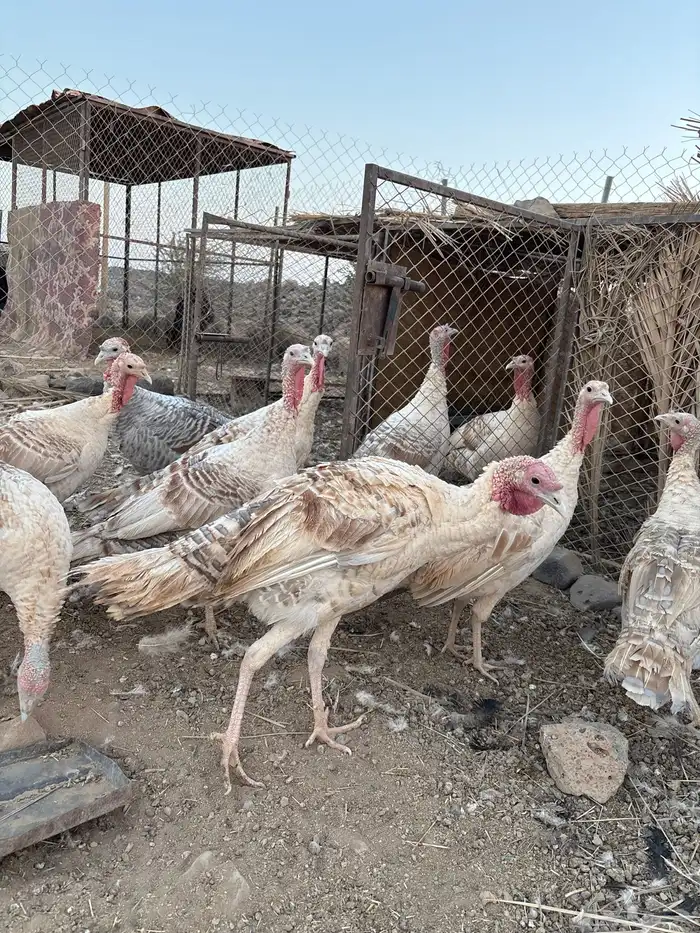 دجاج رومي 0