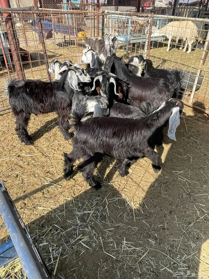 تيوس وجفرات 6