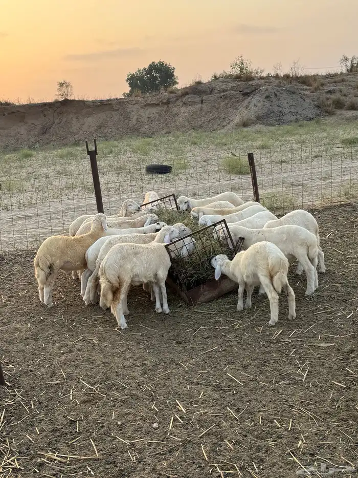 بهم تربيه حري 2