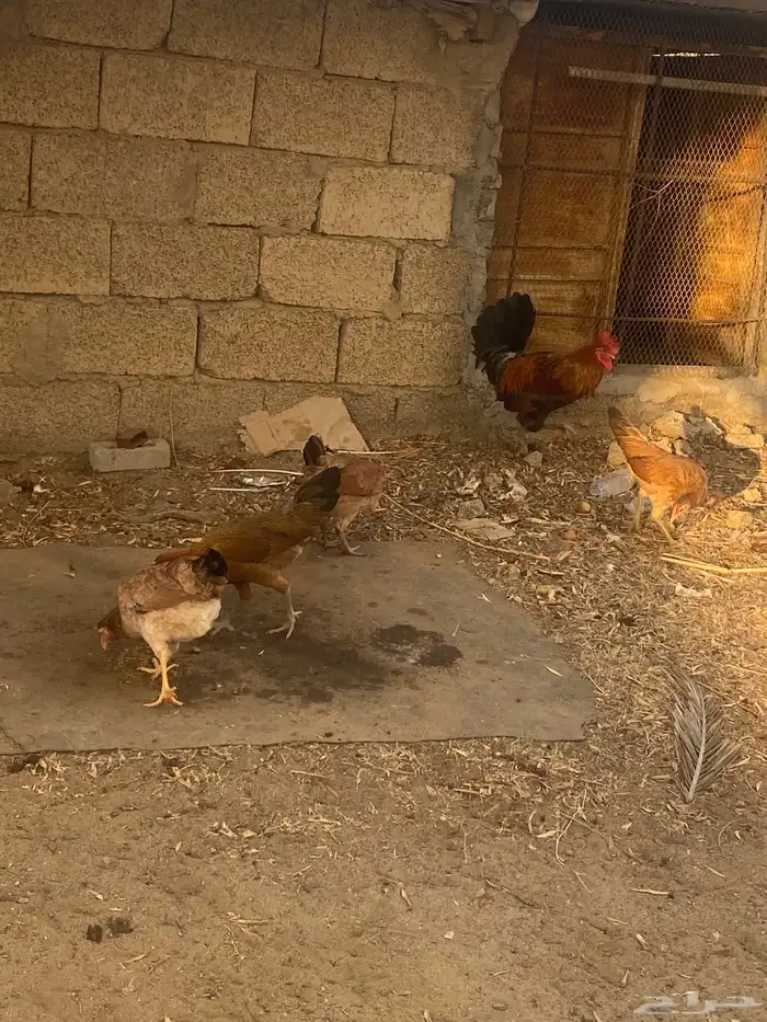 دجاج بلدي كفو 5