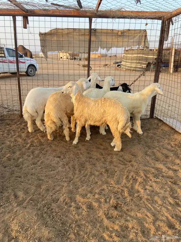 طليان ذبايح ضيوف وثلاجة مع ذبح وتوصيل. 2