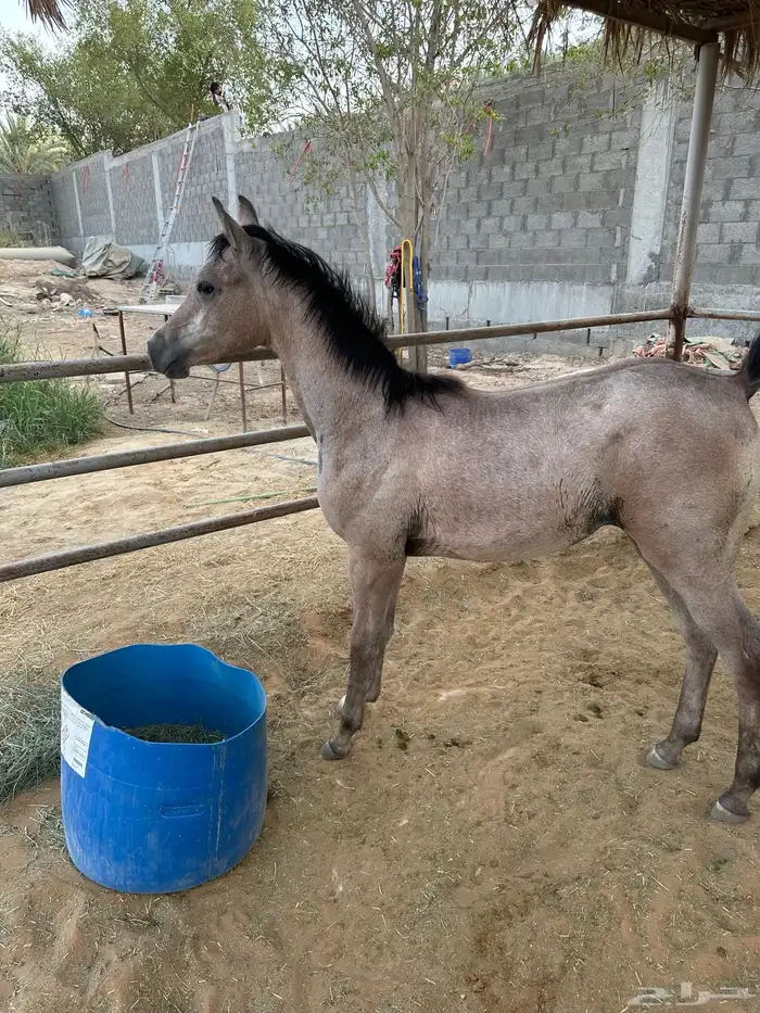 مهرة شعبية فاخره 4