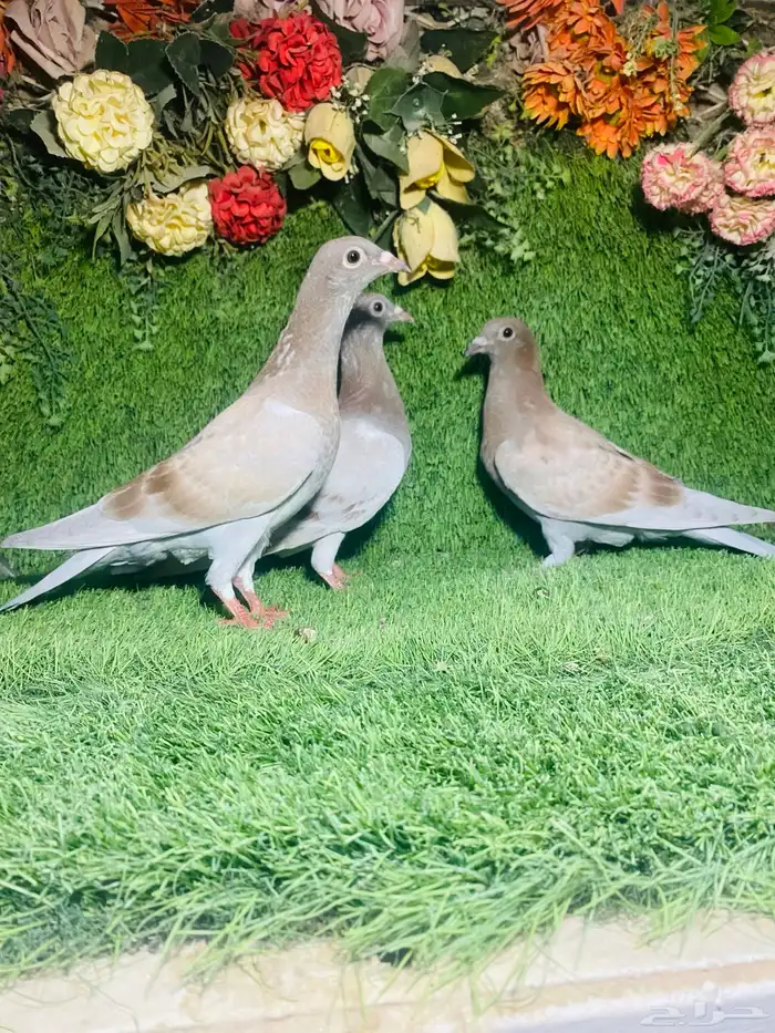 للبيع طبات زواجل 5