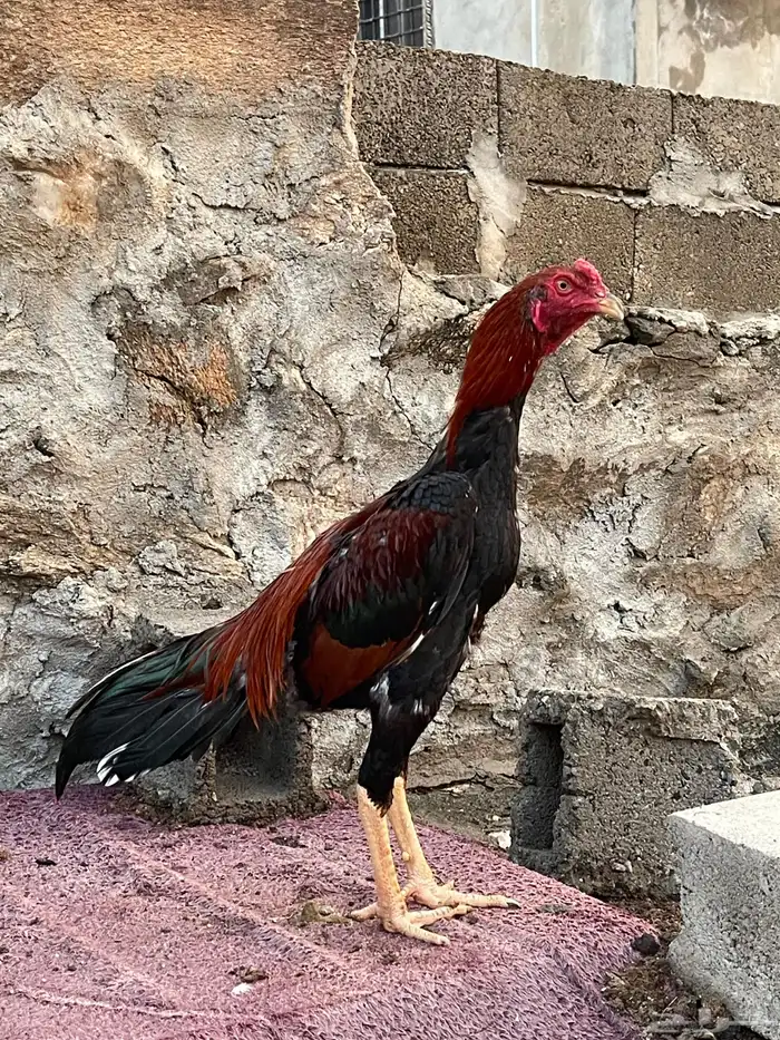 جوز سندي وديك للبيع 2