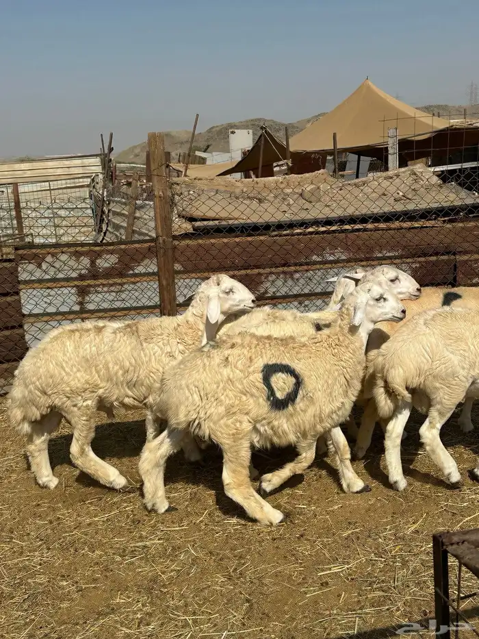 الوسام للذبايح الحري والسواكن 9