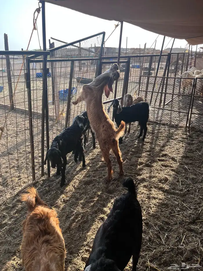 تيوس تم البيع 1