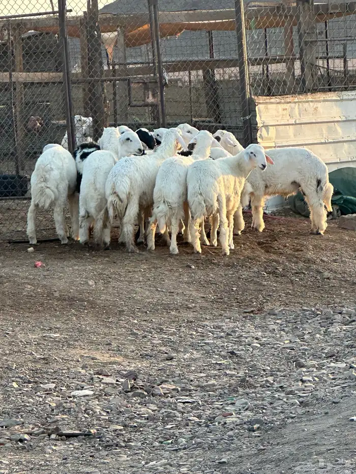 طليان حريه 2