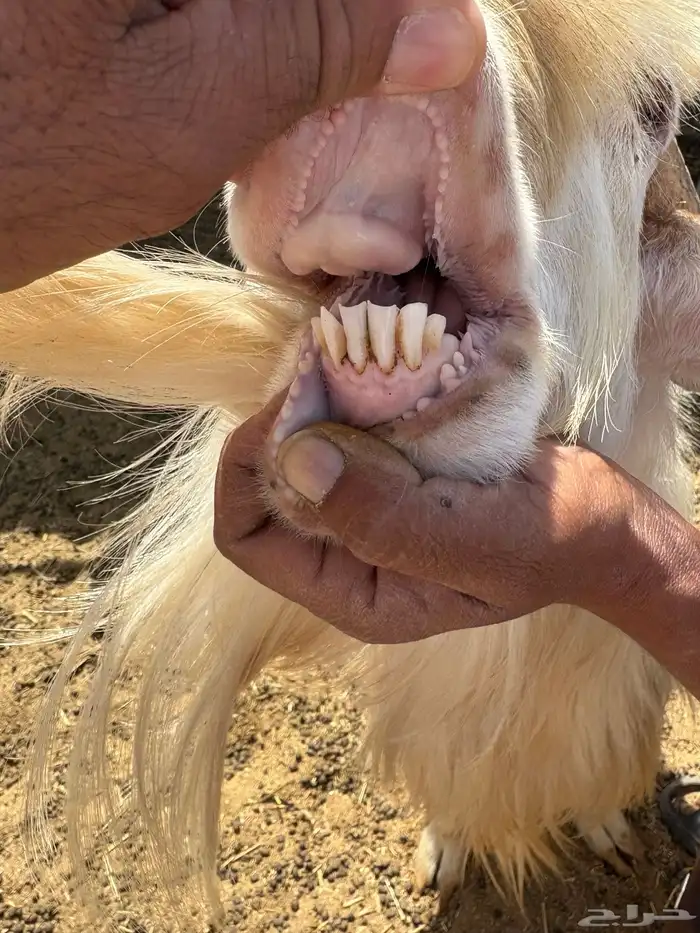 تيس فحل عارضي ابيض للبيع 3