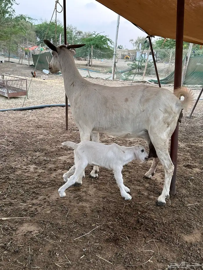 عنز بيشيه عفرا فاخره تحتها تيس 0
