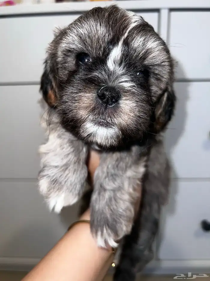 Shih tzu for adoption 3