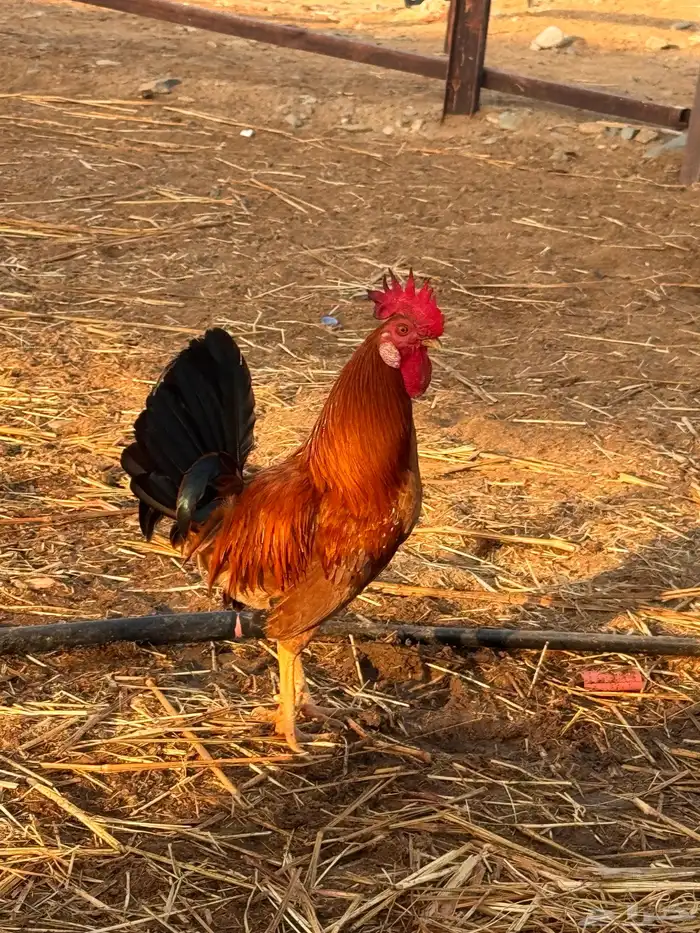 دجاج بلدي ( تم البيع) 3