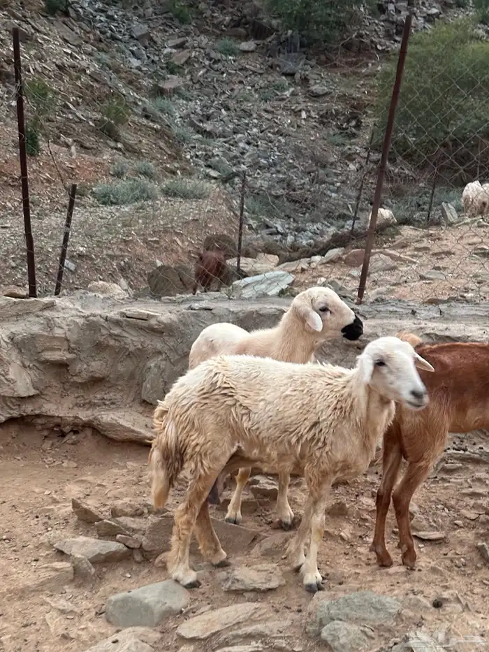 خروف للبيع 3