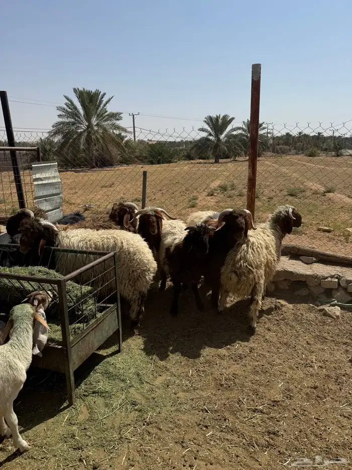 ذبائح طليان تيوس 1
