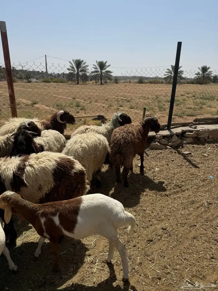 ذبائح طليان تيوس 3