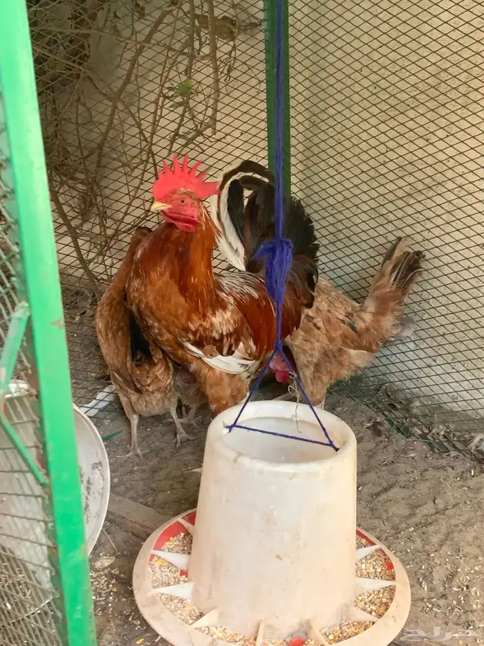 دجاج 0