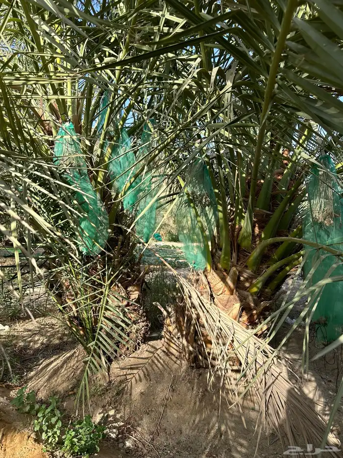 نقايل وفسايل خلاص 0