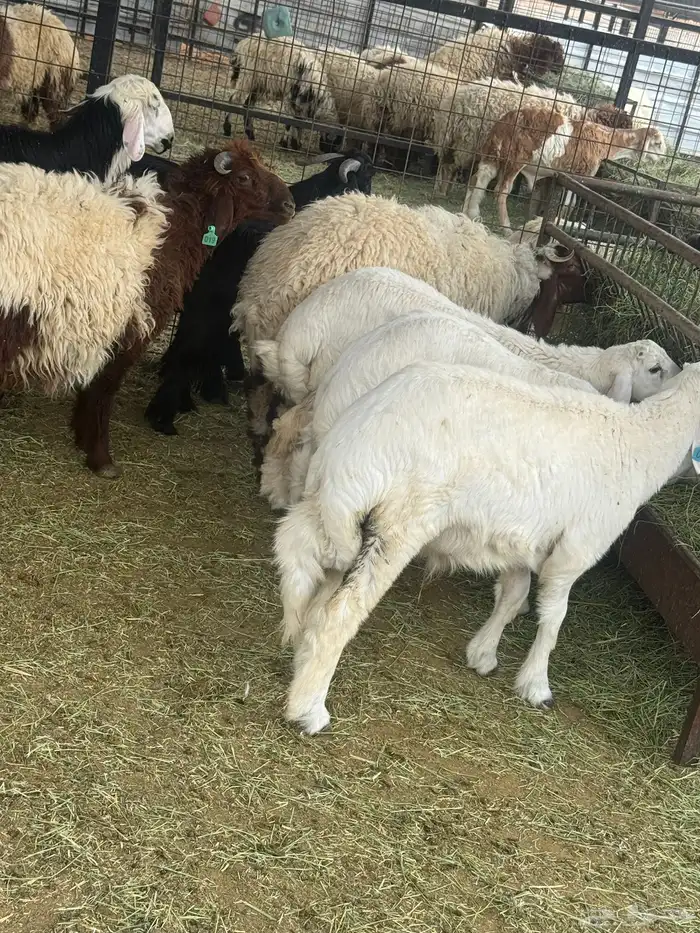 شيء طيب شرط تيوس - حيل-طليان 2