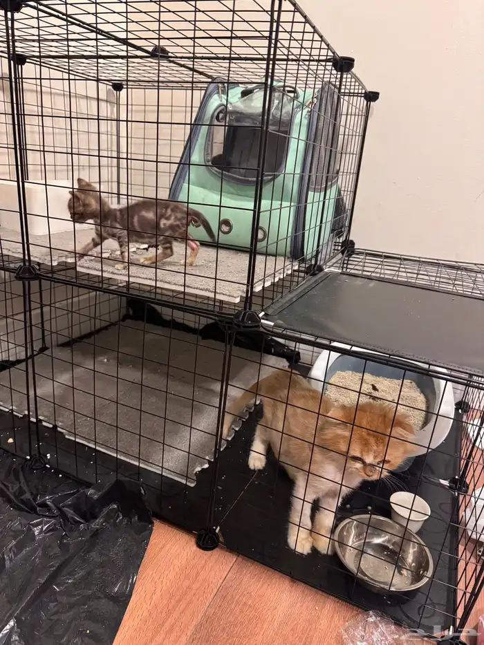 قفص كبير و ارضيه فرو و بيت قطط للبيع - توصيل مجاني 4