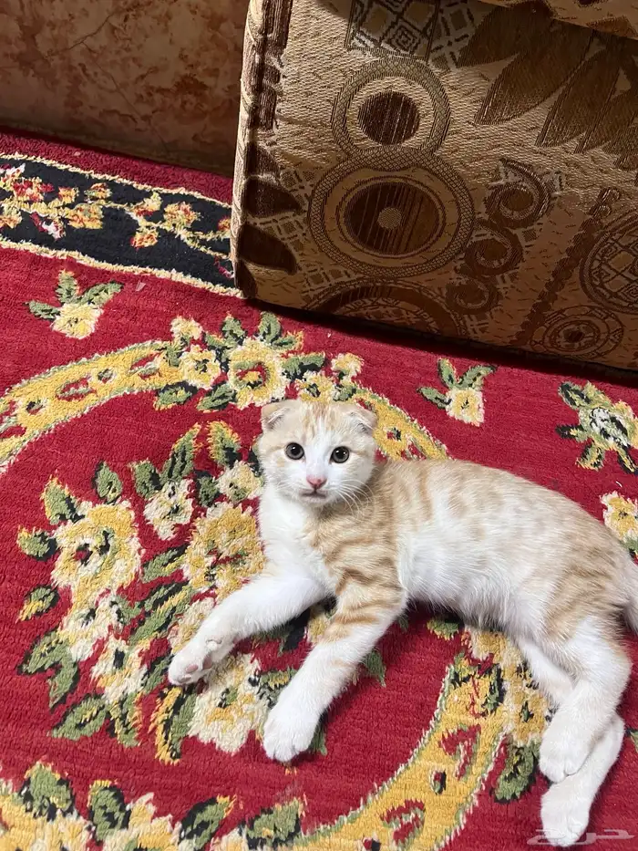 قطه للبيع سكوتش 0