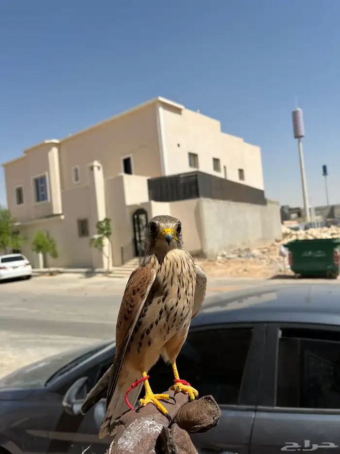 شبو. ط صقر اليف 2