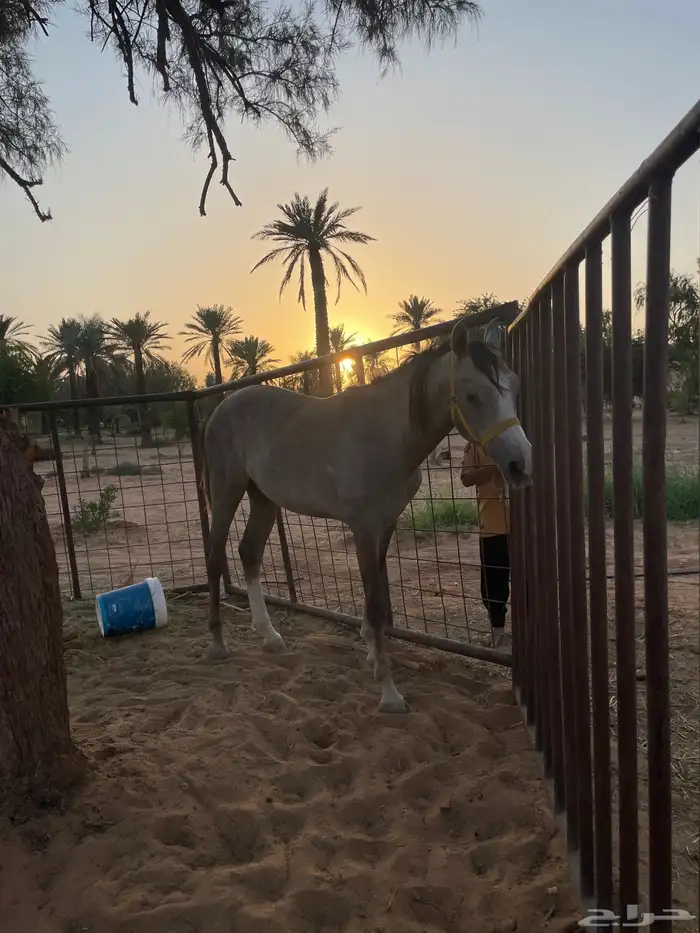 حصان 1