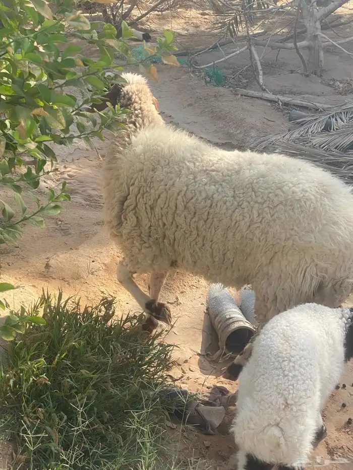 شاه نعيميه. معه. رخل 1