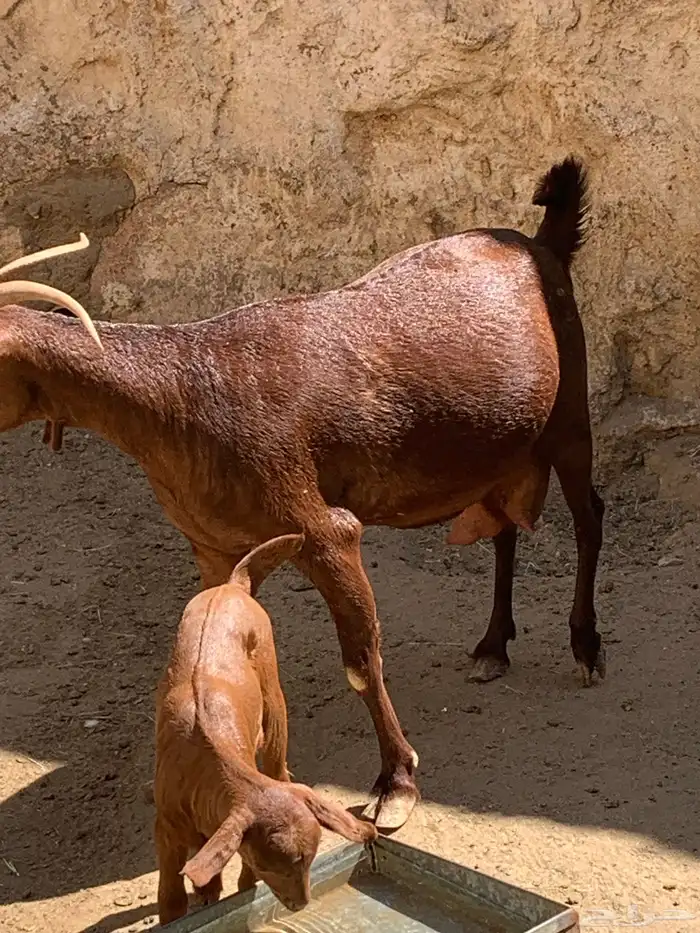 ثنتين معزا حص وعليها تيس وجفره وفحل عارضي 8