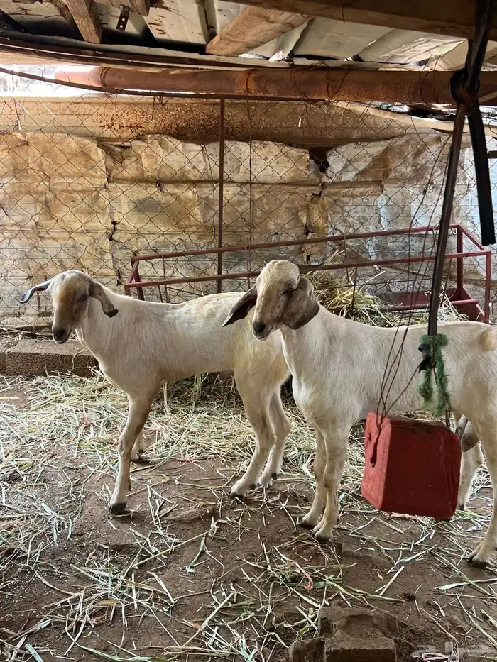 تيوس مشاريع فحول 7