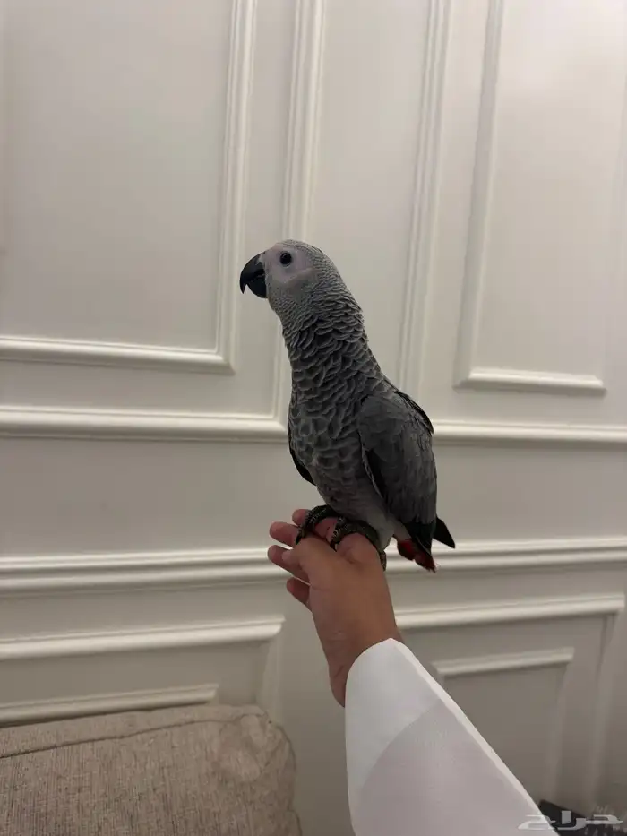 فرخ كاسكو اليف 2