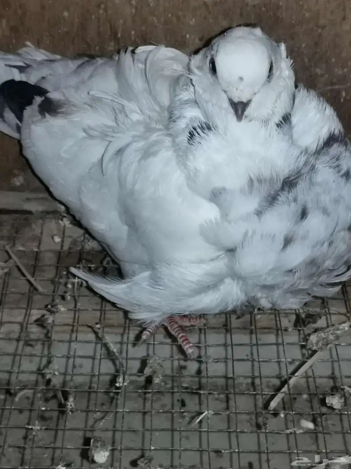 زوجين حمام كشكش. كشكشي. نوادر الحمام 0