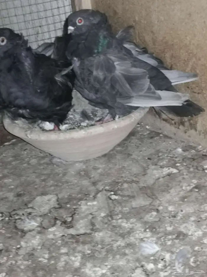 زوجين حمام كشكش. كشكشي. نوادر الحمام 4