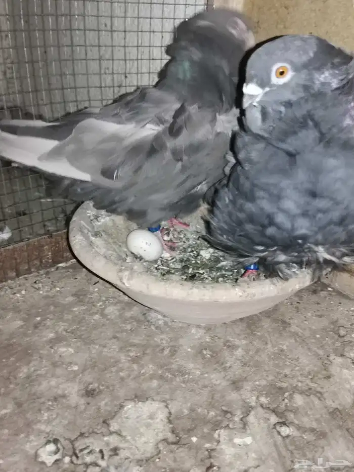 زوجين حمام كشكش. كشكشي. نوادر الحمام 3