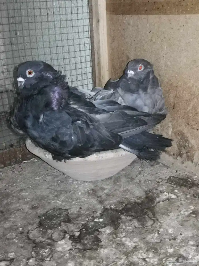 زوجين حمام كشكش. كشكشي. نوادر الحمام 8