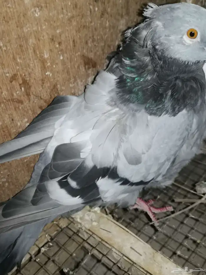 زوجين حمام كشكش. كشكشي. نوادر الحمام 6