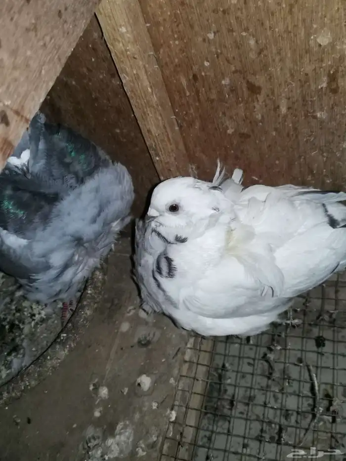 زوجين حمام كشكش. كشكشي. نوادر الحمام 7