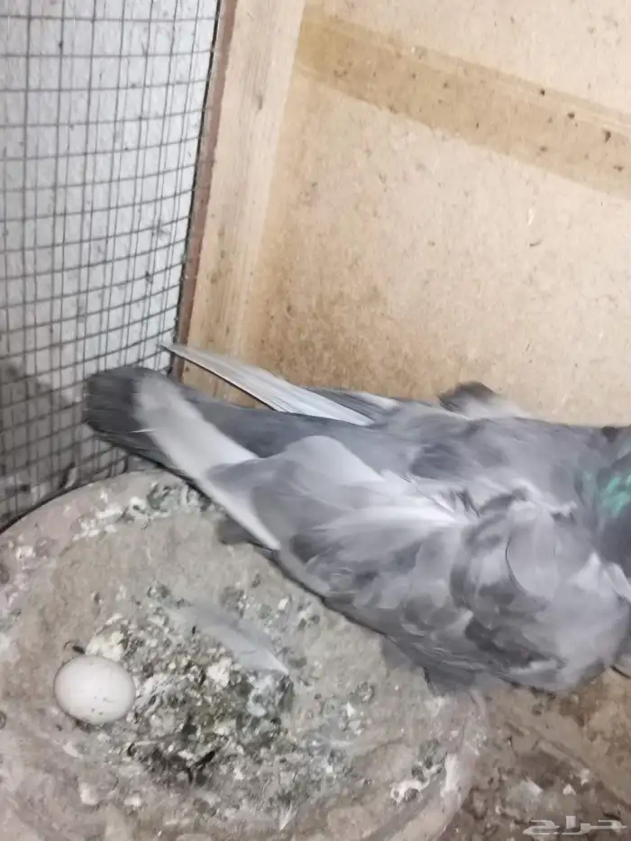 زوجين حمام كشكش. كشكشي. نوادر الحمام 5