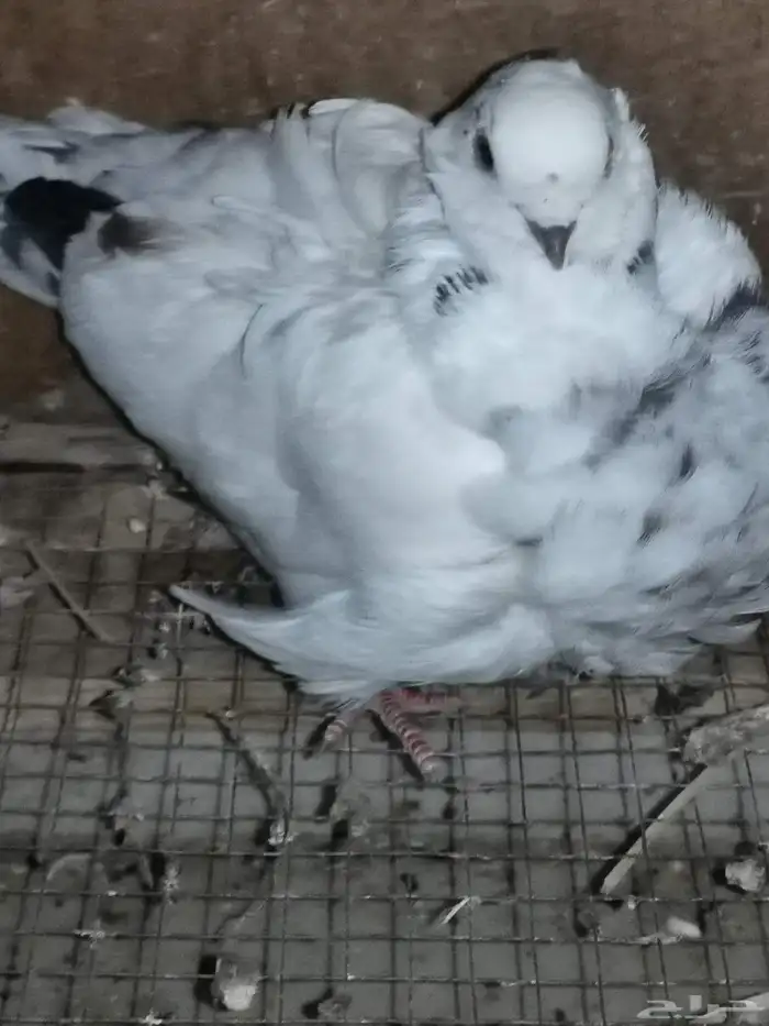 زوجين حمام كشكش. كشكشي. نوادر الحمام 9