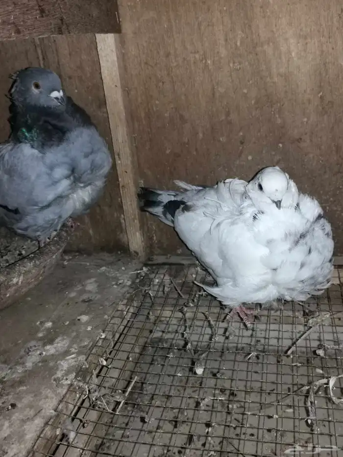 زوجين حمام كشكش. كشكشي. نوادر الحمام 2