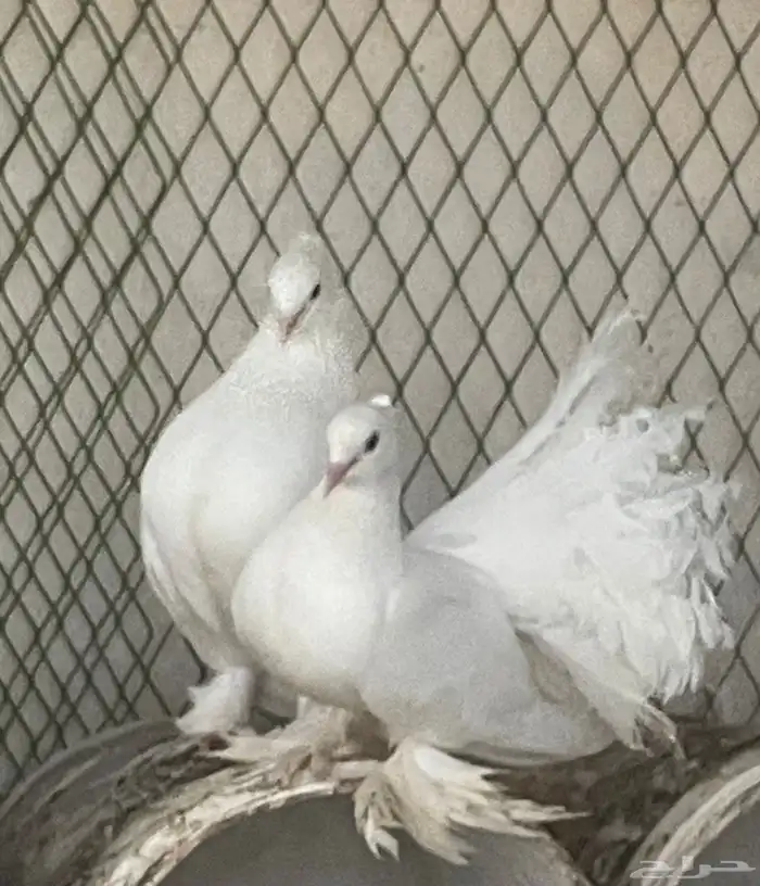 للبيع حمام رقاص 0
