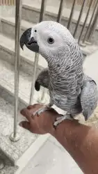 فرخ كاسكو أليف حمامه للبيع ابو بدل 0