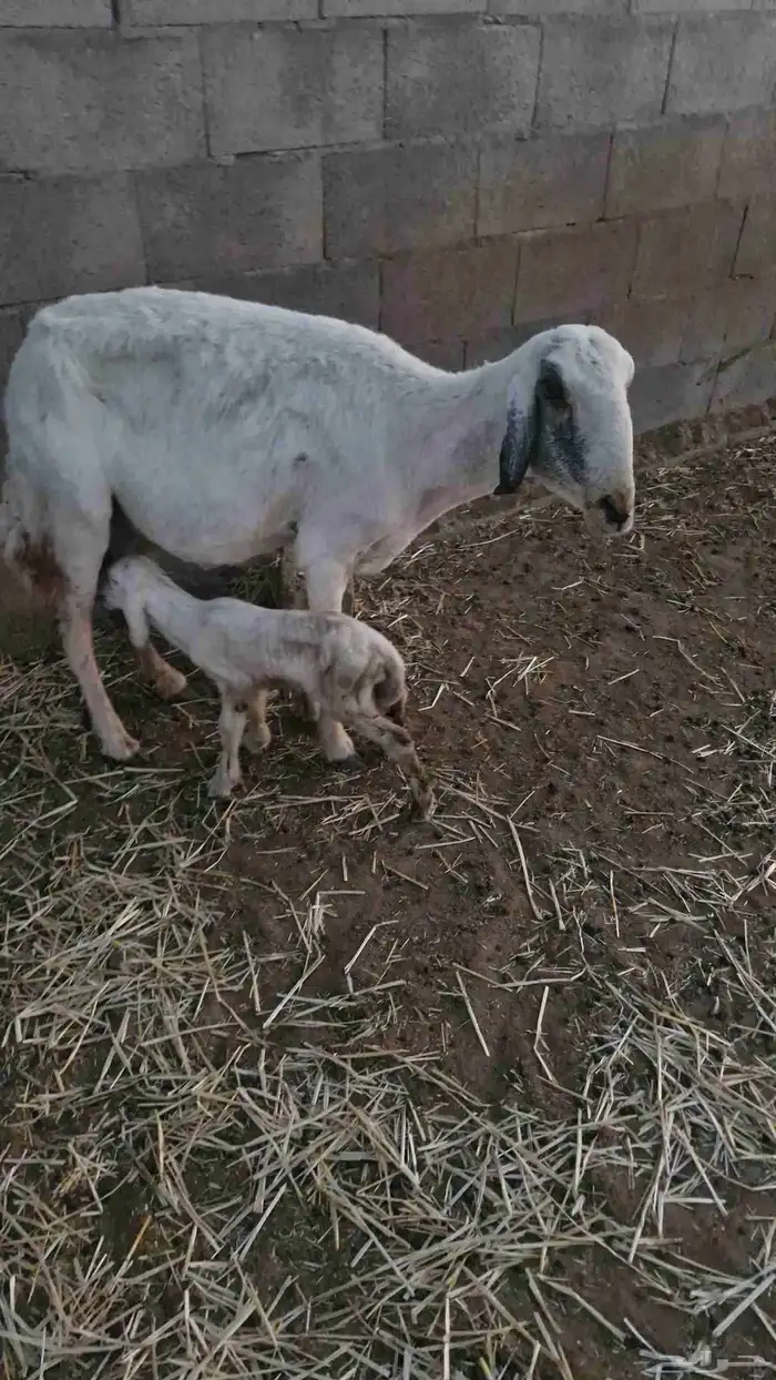 حريه للبيع شاه حريه للبيع خلفه 0
