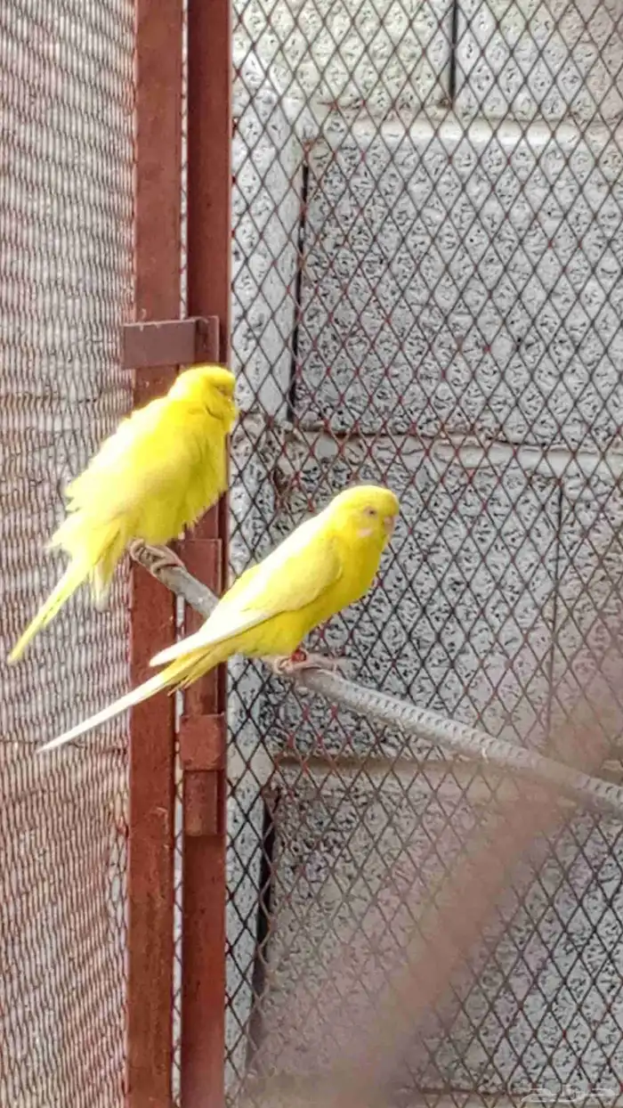 بادجي لاتينوا 0